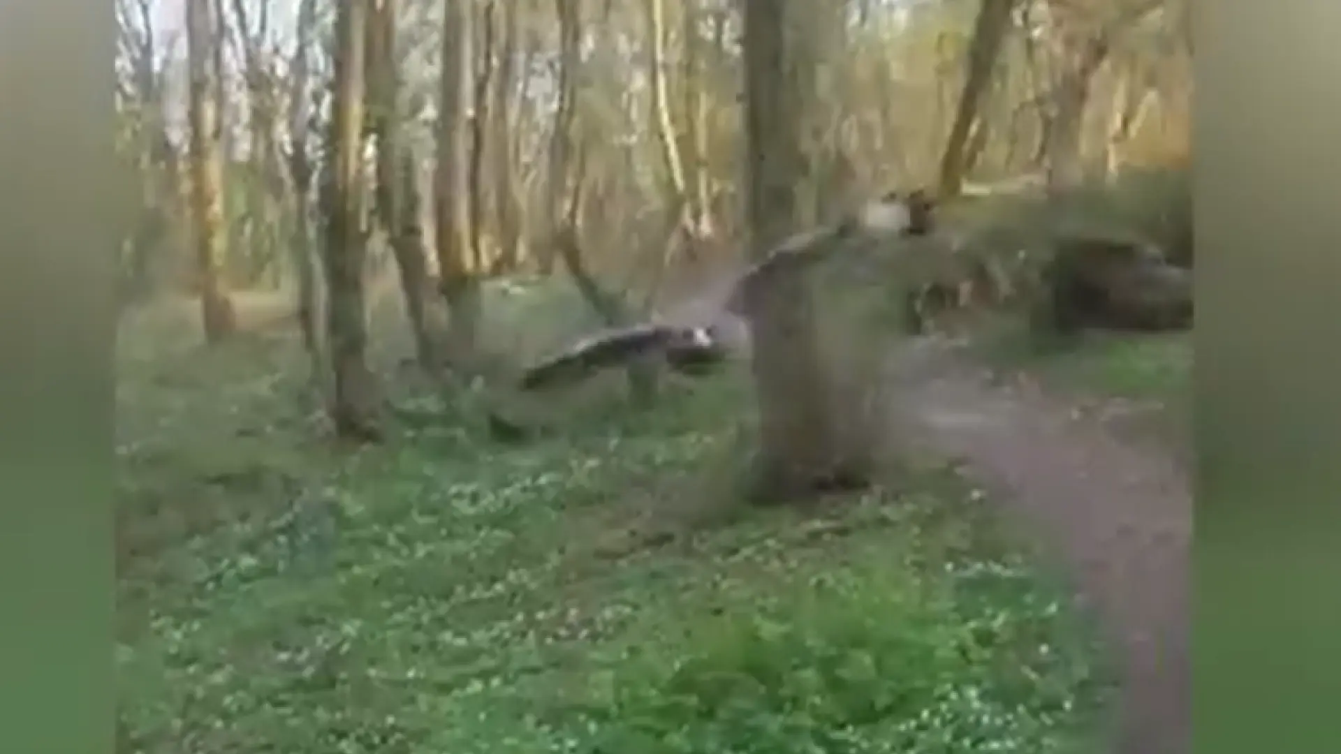 Un águila ratonera inusualmente agresiva aterroriza a una ciudad: «Ataca siempre de la misma manera, a la cabeza, por detrás»