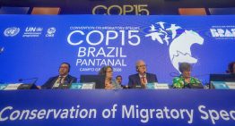 La COP15 blinda a 40 especies migratorias y pone el financiamiento sobre la mesa