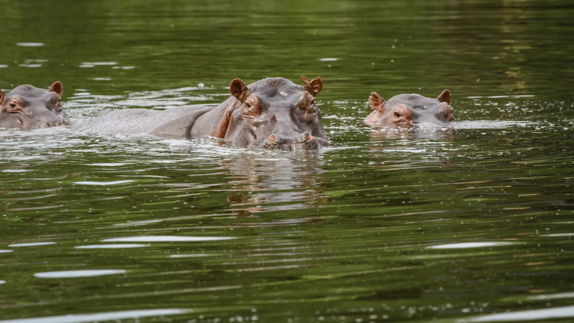 Colombia sacrificará a los hipopótamos de Pablo Escobar para controlar su población tras convertirse en una especie invasora