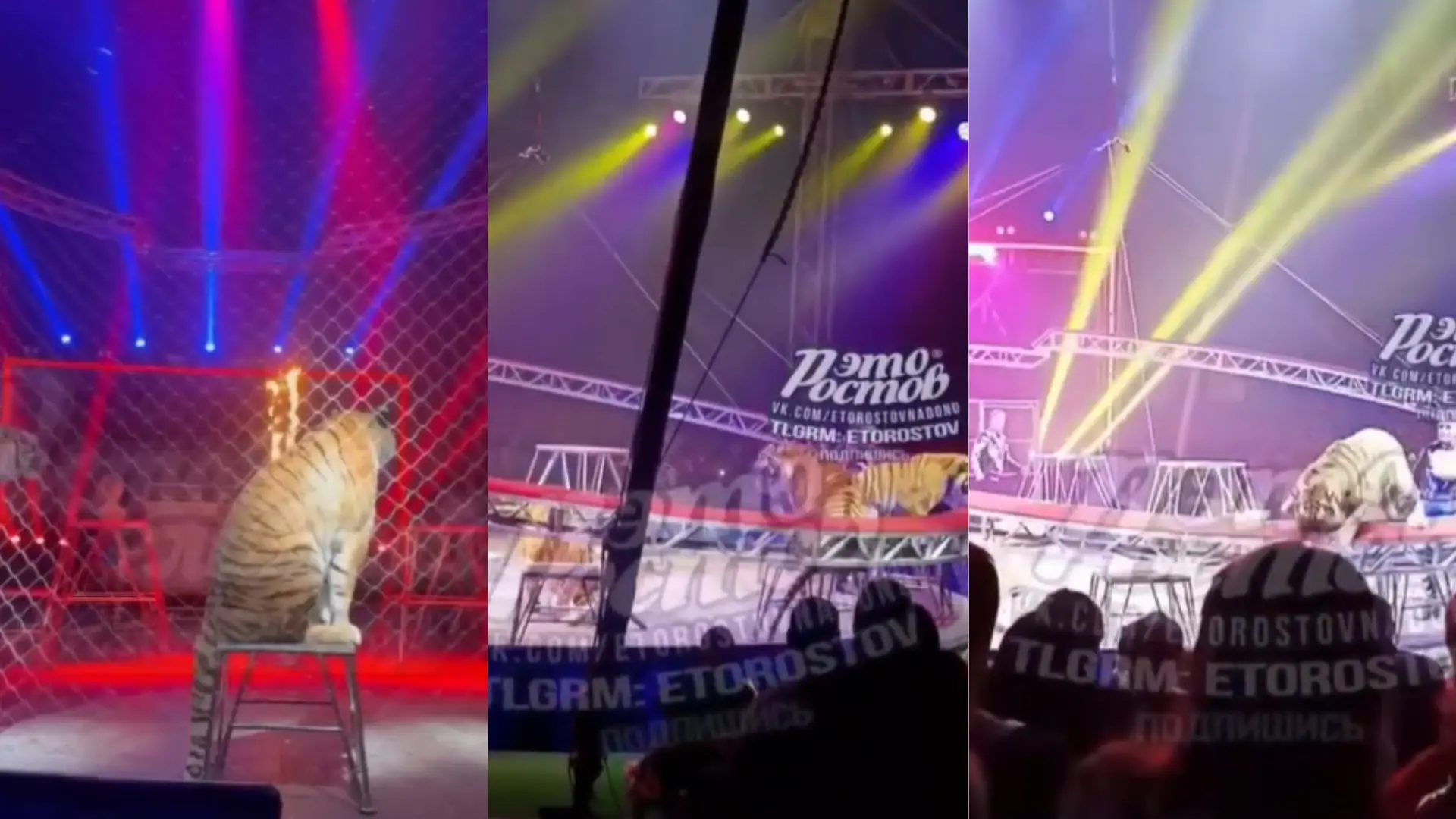 Pánico en un circo de Rusia: un tigre salta al público en un espectáculo y se pasea entre los asientos ante la mirada de los espectadores