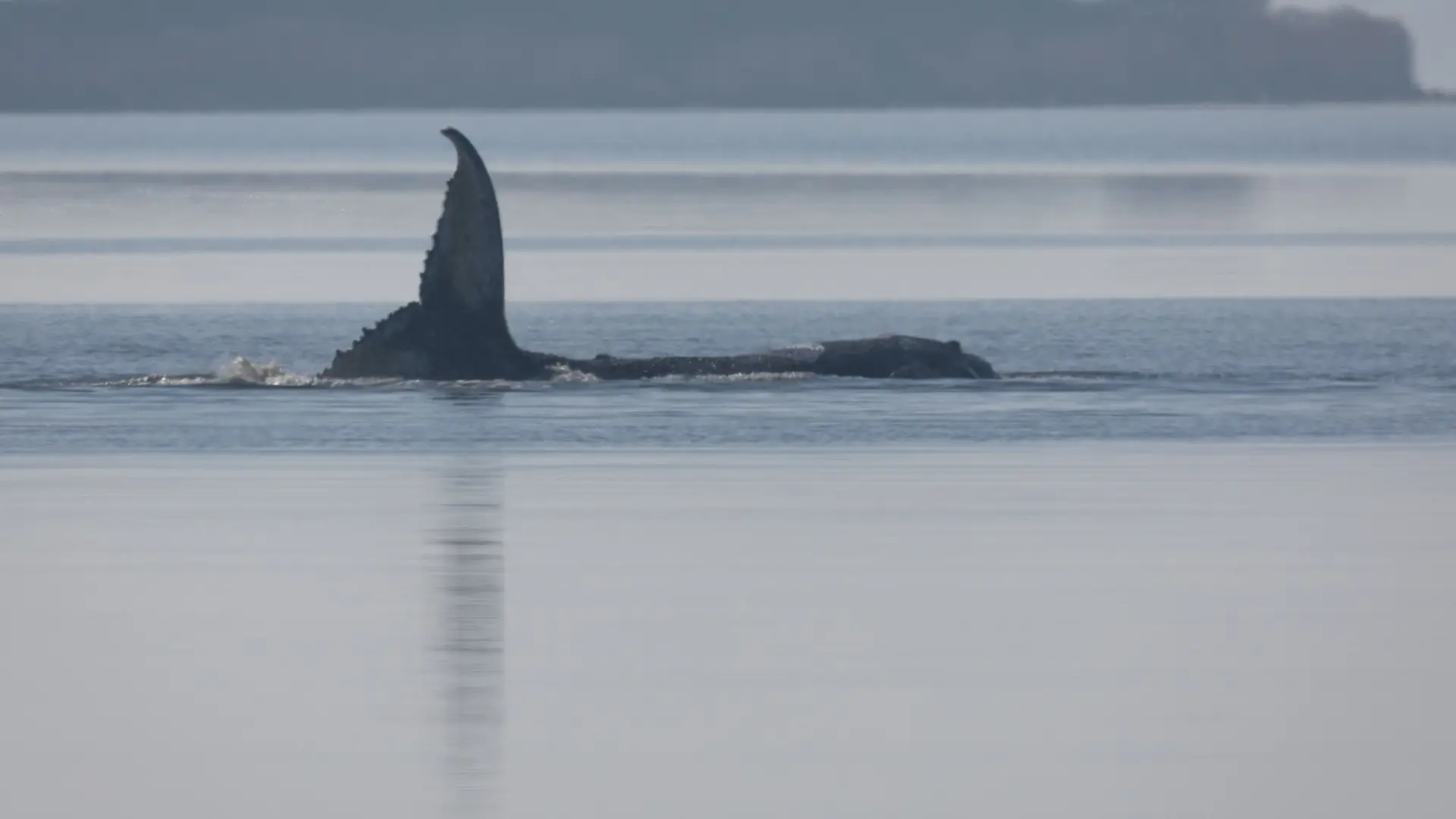 Final feliz para Timmy: la ballena que llevaba tres semanas varada en el mar Báltico vuelve a nadar tras liberarse por sí misma