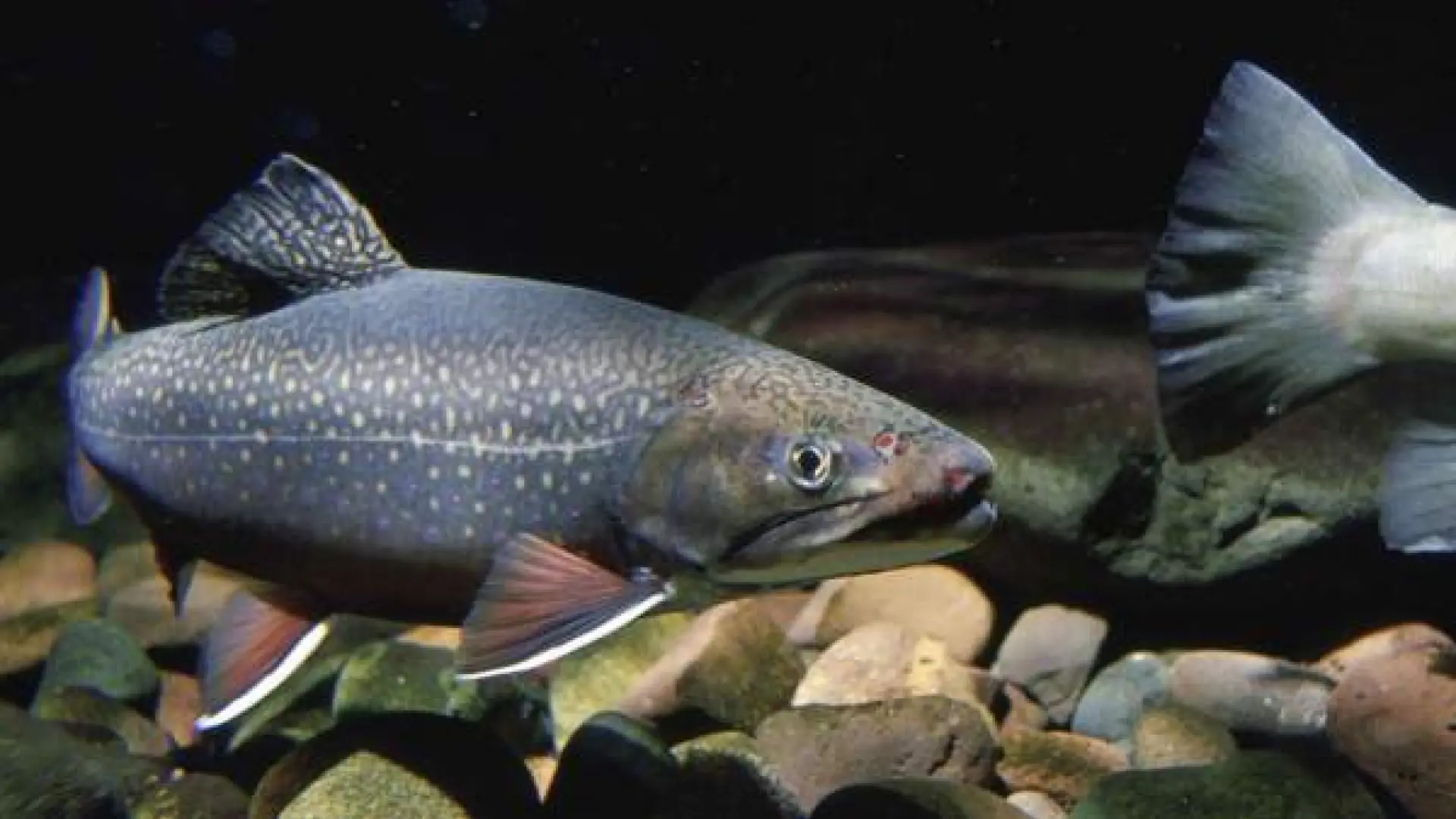 Casi la mitad de los peces de agua dulce en Europa están en peligro de extinción