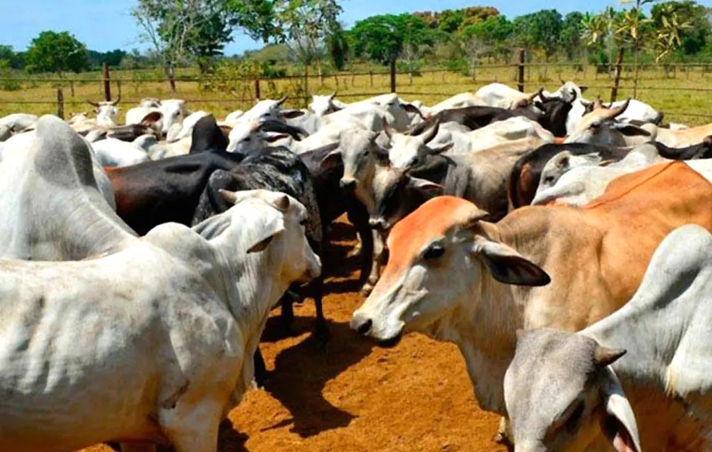 Buscan certificación sanitaria de Venezuela en medio de dudas sobre control de fiebre aftosa