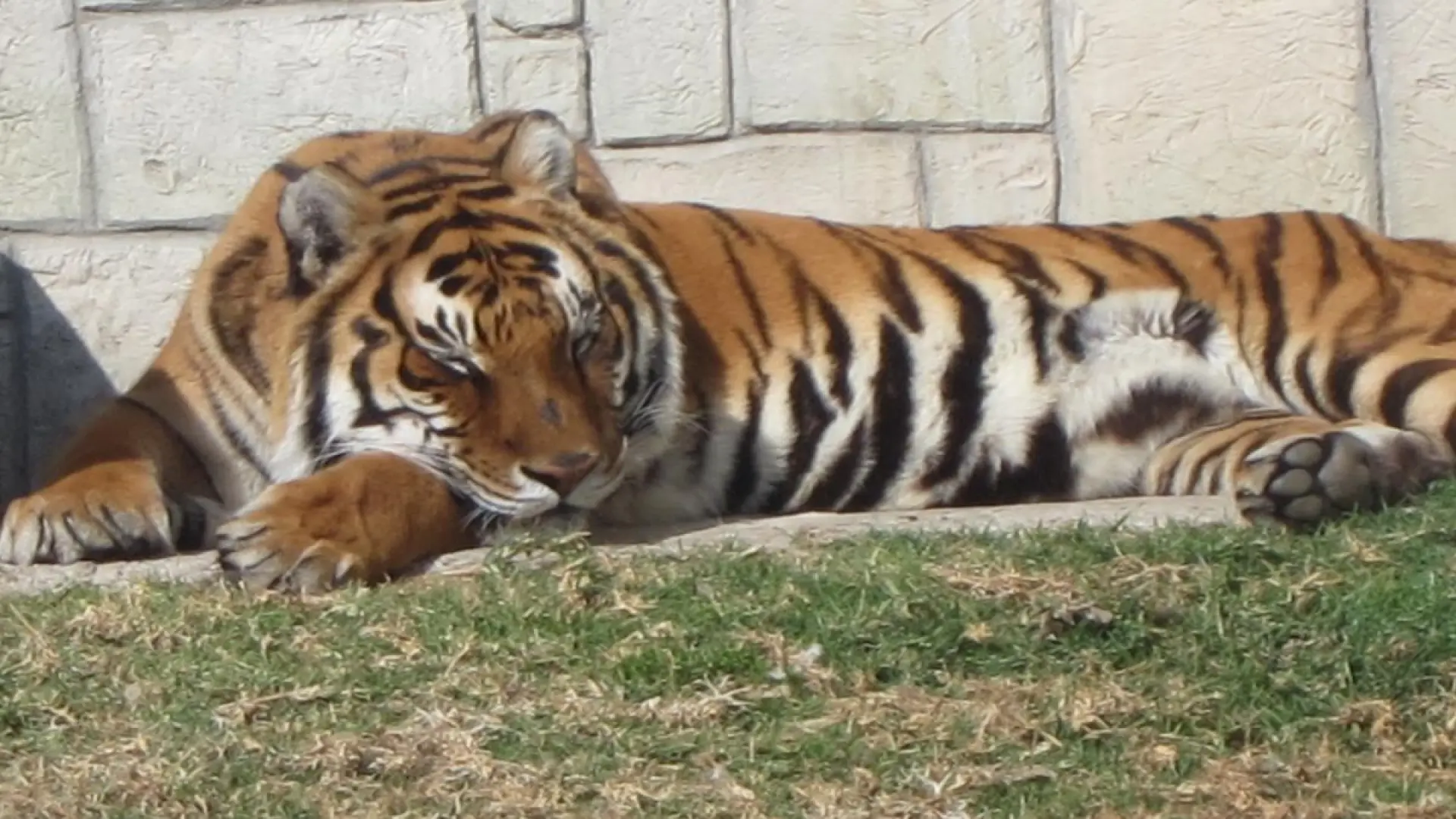 Un tigre escapa de un zoo en Alemania y hiere a un hombre antes de ser abatido