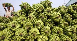 Del Monte Fresh despedirá a 850 trabajadores bananeros en Costa Rica