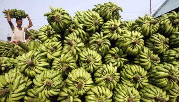 Del Monte Fresh despedirá a 850 trabajadores bananeros en Costa Rica