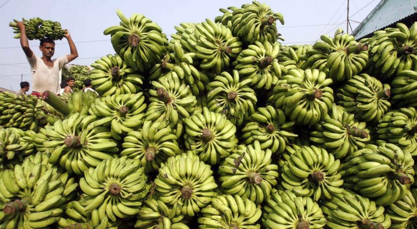 Del Monte Fresh despedirá a 850 trabajadores bananeros en Costa Rica
