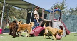 La hidratación funcional para mascotas abre una nueva oportunidad de negocio en México: PiSA Salud Animal