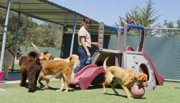 La hidratación funcional para mascotas abre una nueva oportunidad de negocio en México: PiSA Salud Animal