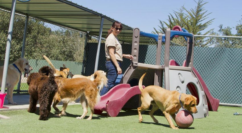 La hidratación funcional para mascotas abre una nueva oportunidad de negocio en México: PiSA Salud Animal