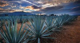 Agroindustria tequilera ha invertido 128 millones de dólares en proyectos de sustentabilidad: CRT
