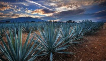 Agroindustria tequilera ha invertido 128 millones de dólares en proyectos de sustentabilidad: CRT