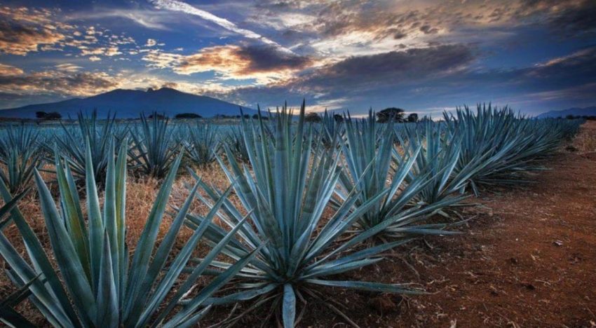 Agroindustria tequilera ha invertido 128 millones de dólares en proyectos de sustentabilidad: CRT