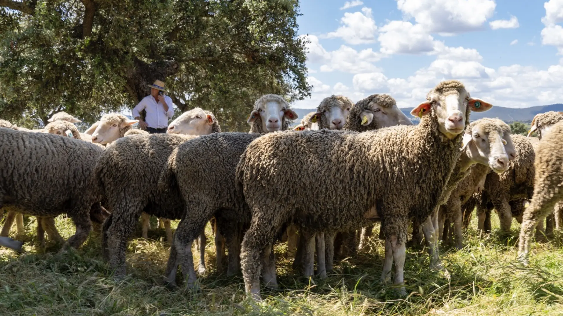 Las ovejas transmiten la gripe aviar a través de su leche, según un estudio de 'Science Advances'