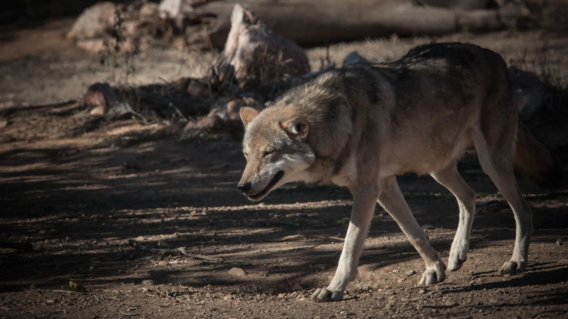 Una mujer es atacada por un lobo en Grecia y sobrevive tras pelear diez minutos con el animal: «Nunca he vivido algo semejante»