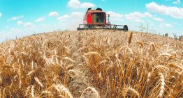 Importadores estadounidenses han comprado trigo de Polonia en las últimas semanas
