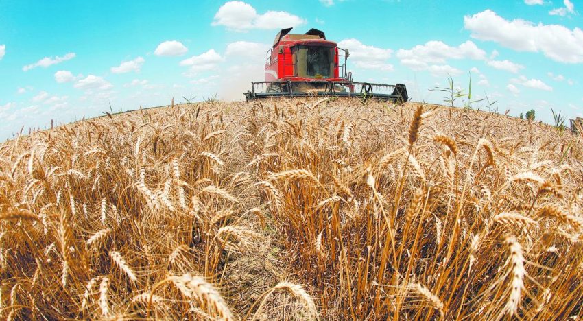 Importadores estadounidenses han comprado trigo de Polonia en las últimas semanas