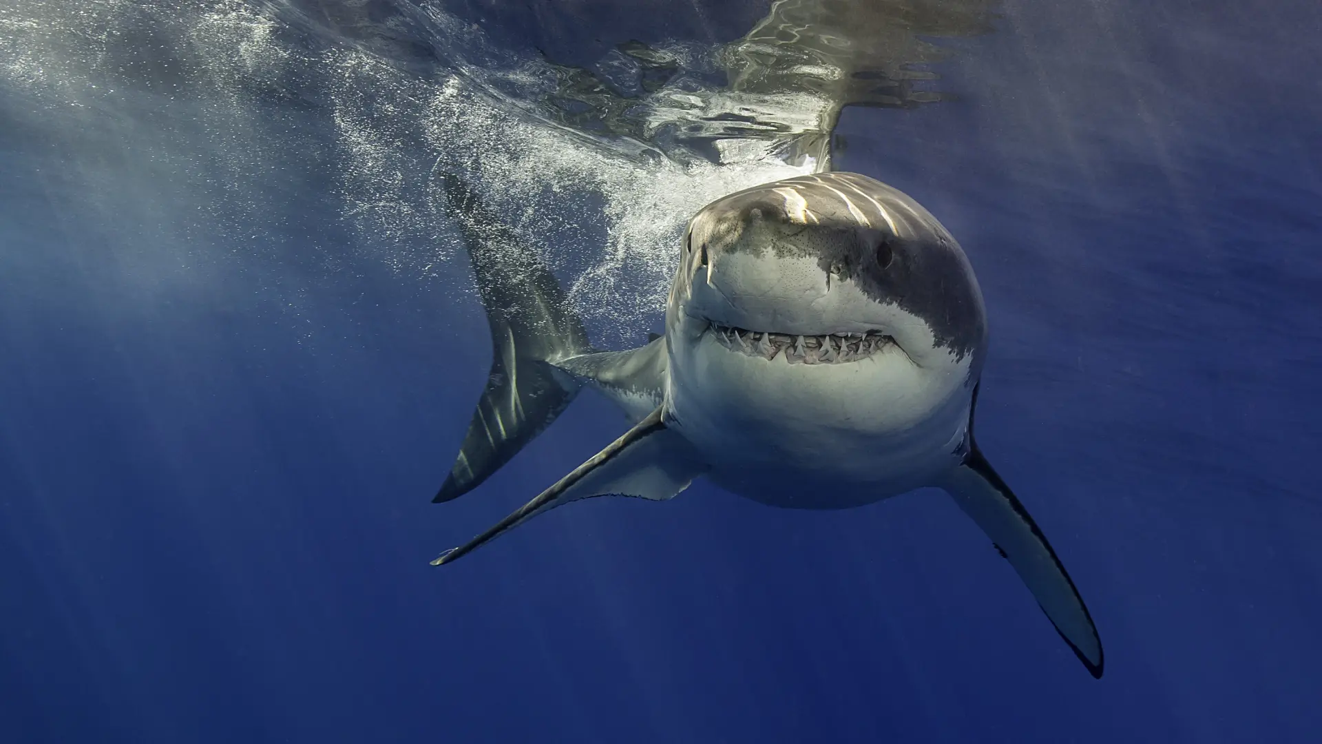 Muere un hombre tras ser atacado por un tiburón en Australia