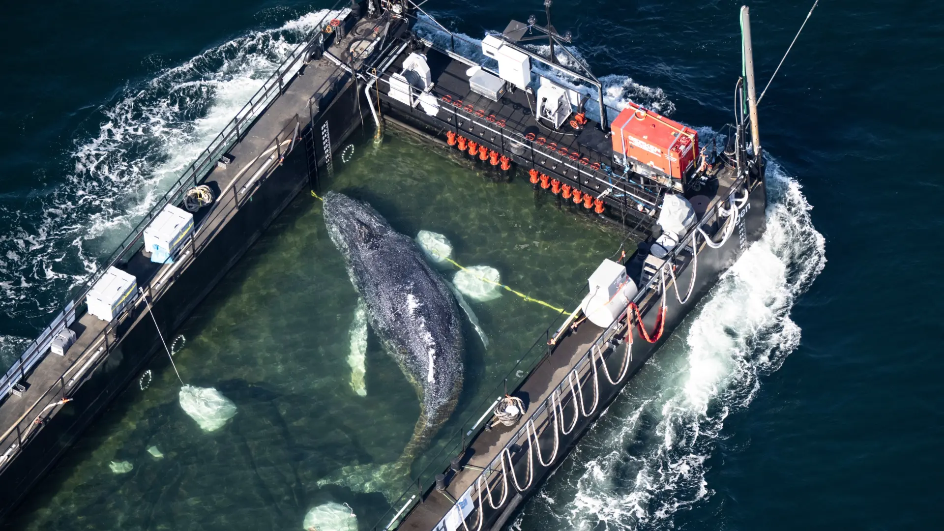 La ballena Hope tiene su final feliz: es liberada en el mar del Norte tras haber encallado en las costas alemanas