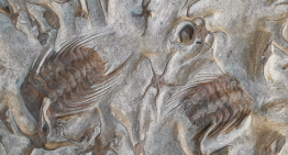 Enfermedades del pasado: trilobites heridos, dinosaurios cojos y otros males prehistóricos