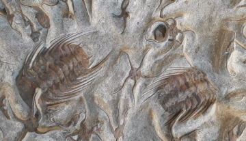 Enfermedades del pasado: trilobites heridos, dinosaurios cojos y otros males prehistóricos