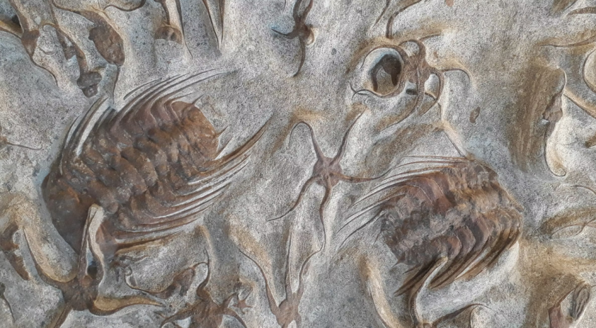 Enfermedades del pasado: trilobites heridos, dinosaurios cojos y otros males prehistóricos