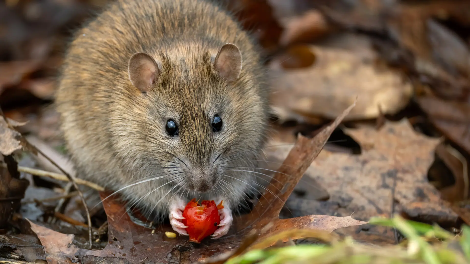 Cómo es la cepa Andes del hantavirus: síntomas, formas de contagio y por qué es una de las más peligrosas