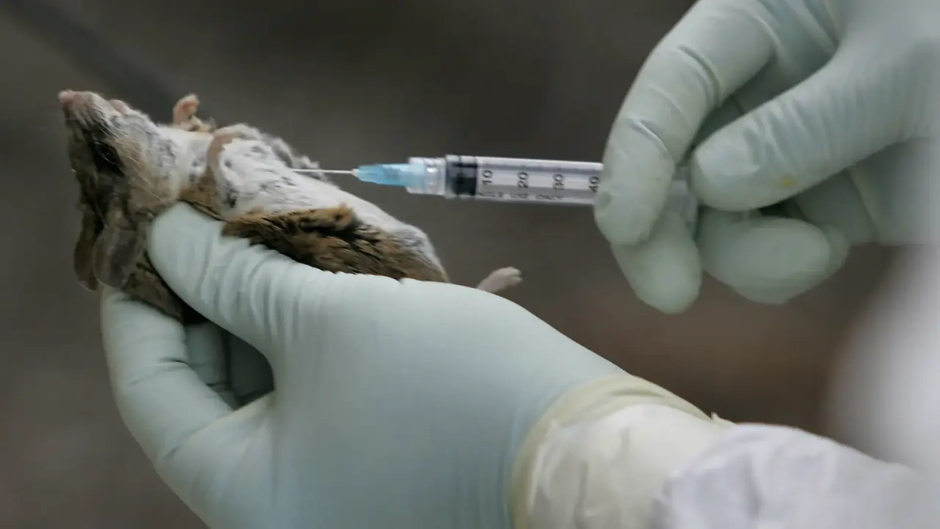 El hantavirus no enferma a los ratones pero sí a los seres humanos: la clave para entenderlo está en el mecanismo de inflamación