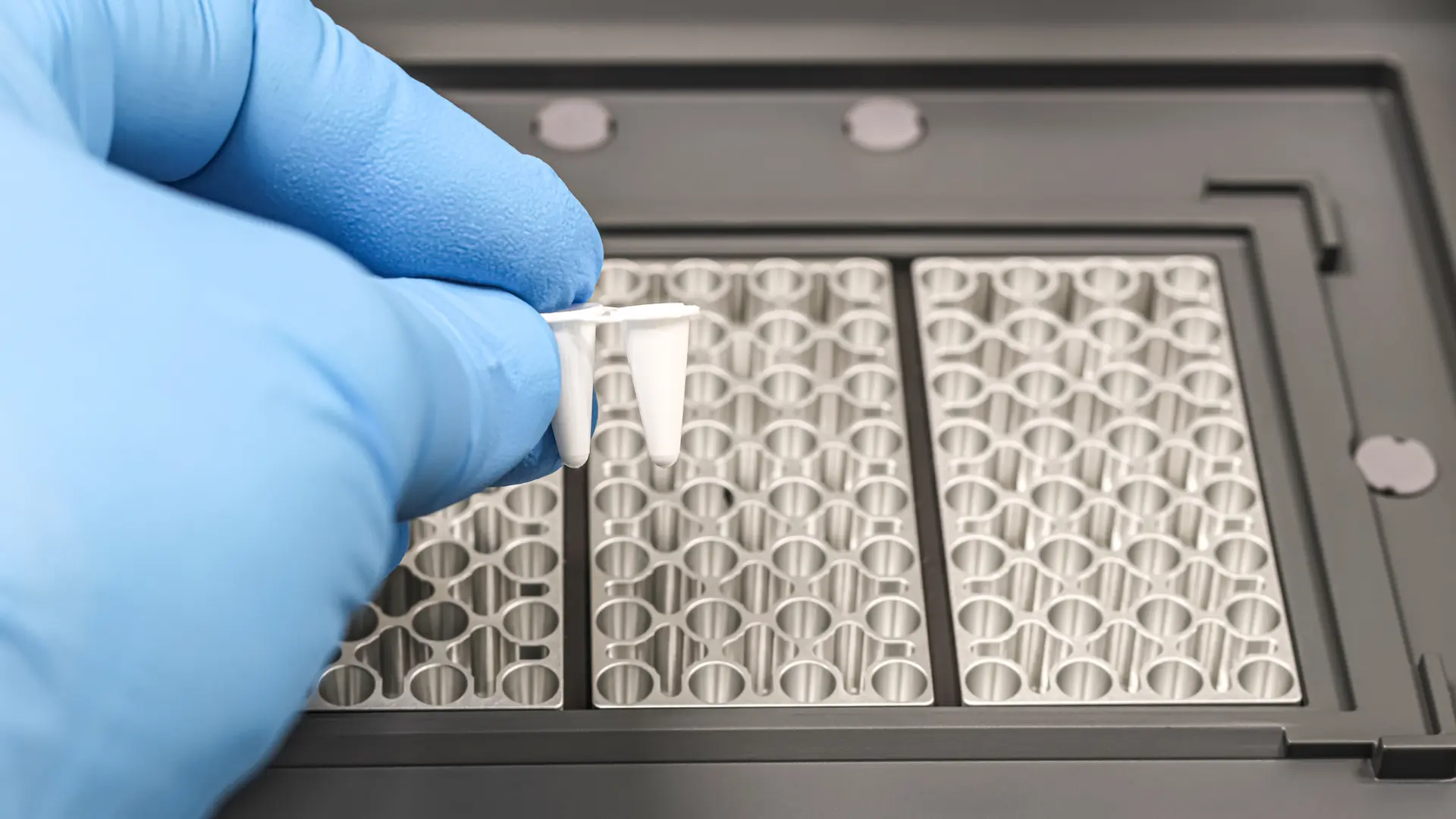 Cómo funciona la RT-PCR con la que se diagnostica el hantavirus y qué otras pruebas existen para detectar la infección
