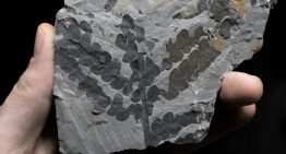 Las plantas sobrevivieron al asteroide que acabó con los dinosaurios duplicando sus genomas