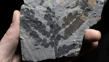 Las plantas sobrevivieron al asteroide que acabó con los dinosaurios duplicando sus genomas