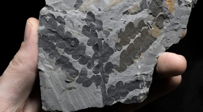 Las plantas sobrevivieron al asteroide que acabó con los dinosaurios duplicando sus genomas