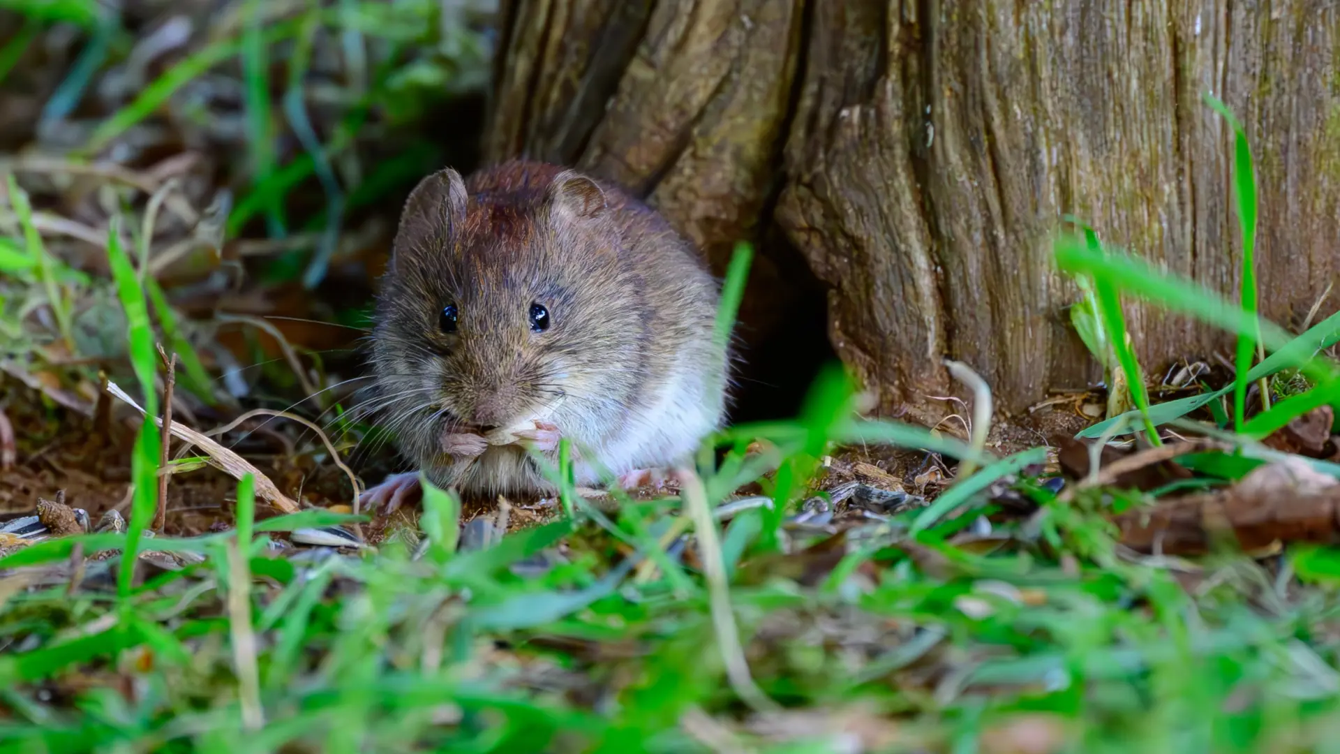 Por qué Argentina sufre un alza importante de casos de hantavirus: así afecta el cambio climático a su población de ratones colilargos