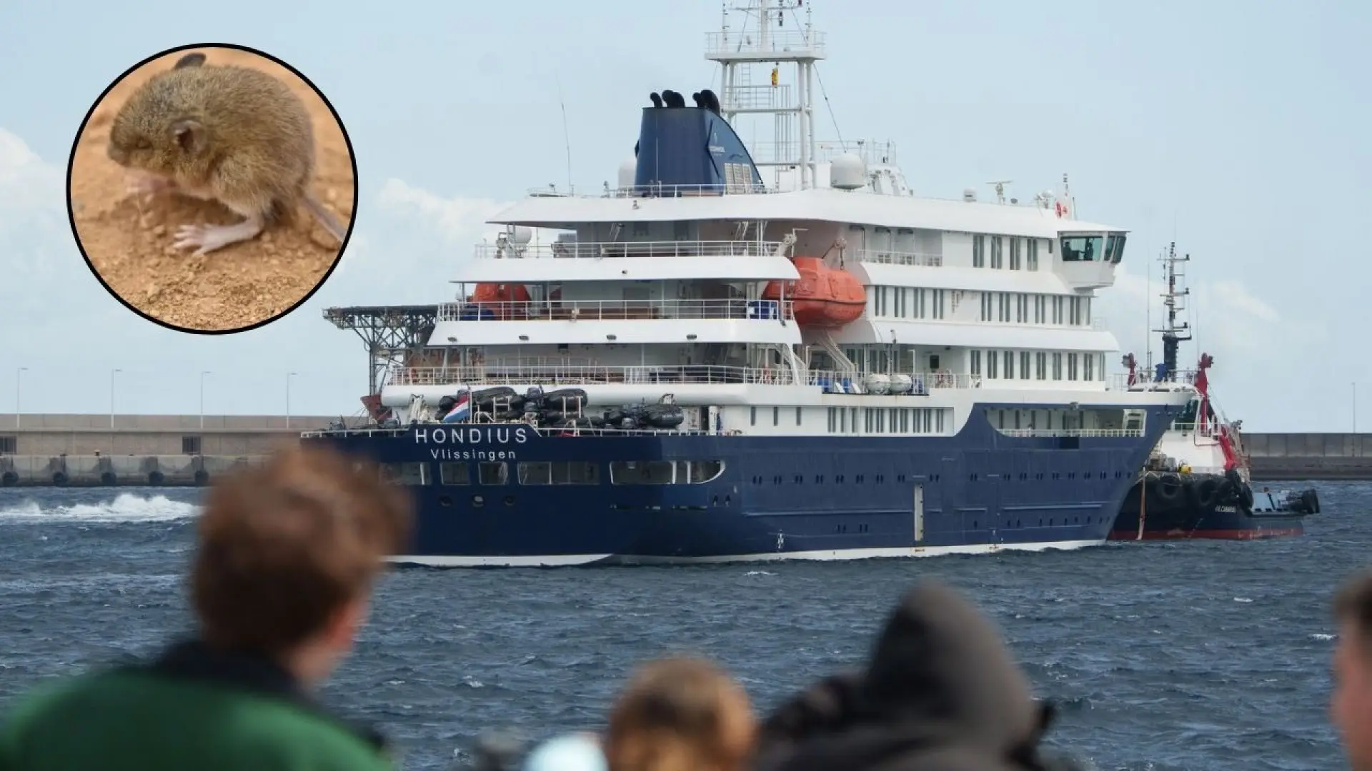 ¿Pueden nadar los ratones colilargos? ¿Y estar dentro de un barco como el Hondius? Esto es lo que dicen la ciencia y los informes oficiales