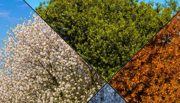 Veranos interminables e inviernos menguantes: ¿Cómo definimos ahora las estaciones?