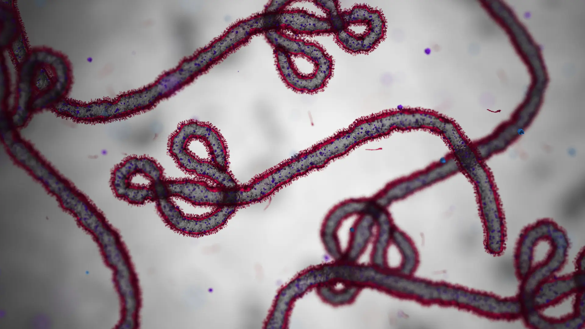 Así es el virus de Bundibugyo, la cepa del ébola que ha llevado a la OMS a declarar la emergencia internacional