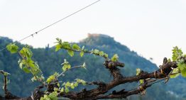 ¿Qué es Asolo Prosecco y por qué se considera el prosecco premium de Italia?