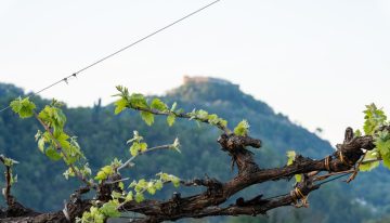 ¿Qué es Asolo Prosecco y por qué se considera el prosecco premium de Italia?