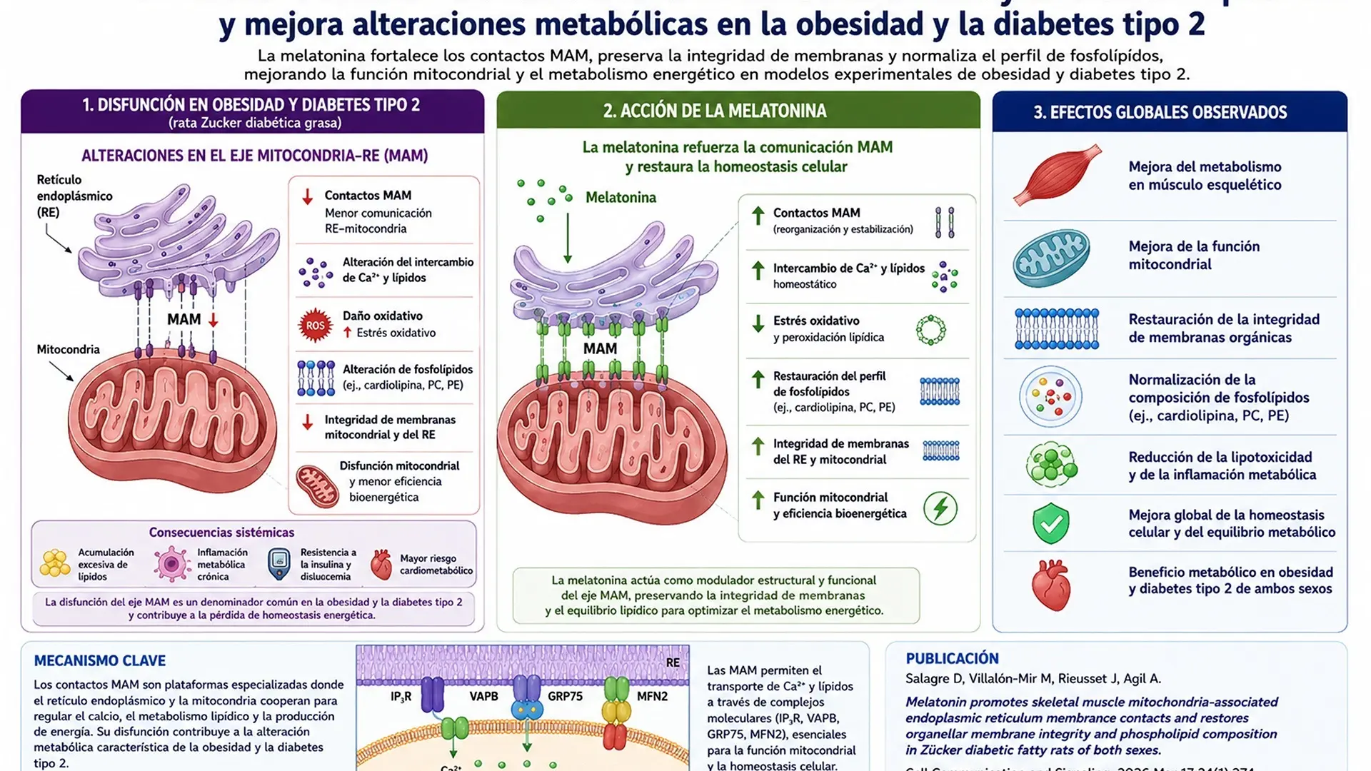 Descubren la función secreta de la melatonina: protege contra la obesidad y la diabetes tipo 2