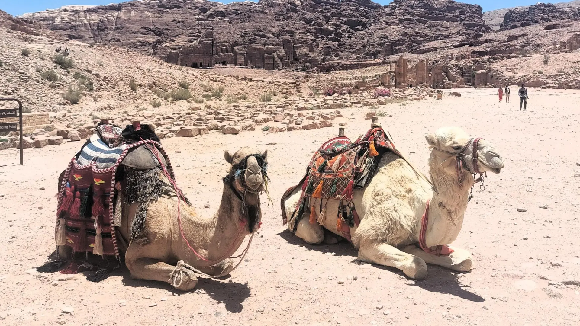 El sistema inmunitario de los camellos inspira un anticuerpo experimental contra varias cepas de ébola