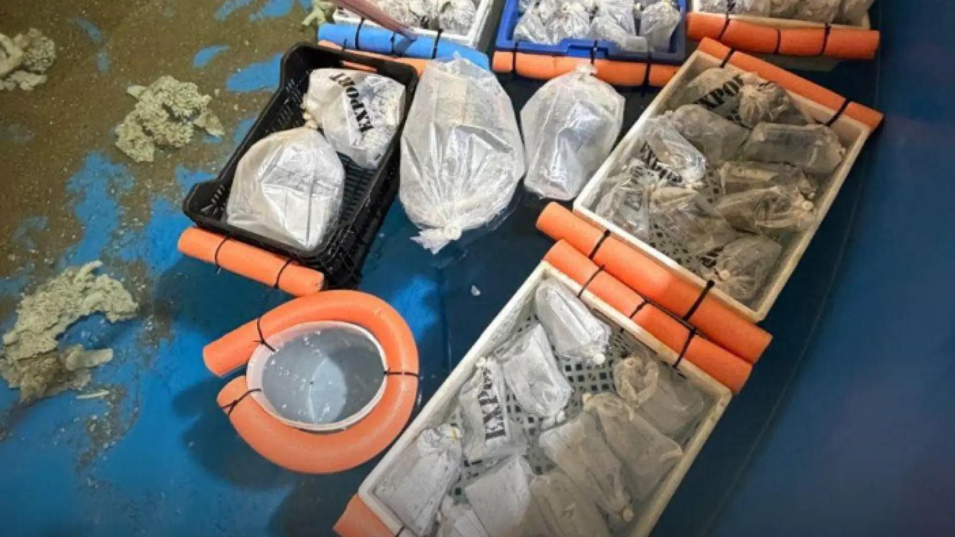 Golpe al tráfico de animales exóticos: Argentina incauta más de 700 ejemplares marinos procedentes de Kenia