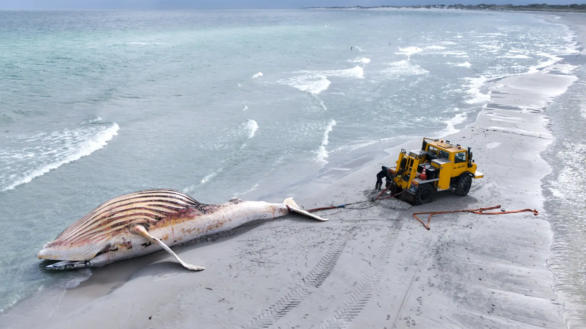 Trágico final: el cuerpo de la ballena Timmy es arrastrado a la orilla de una playa danesa antes de su autopsia