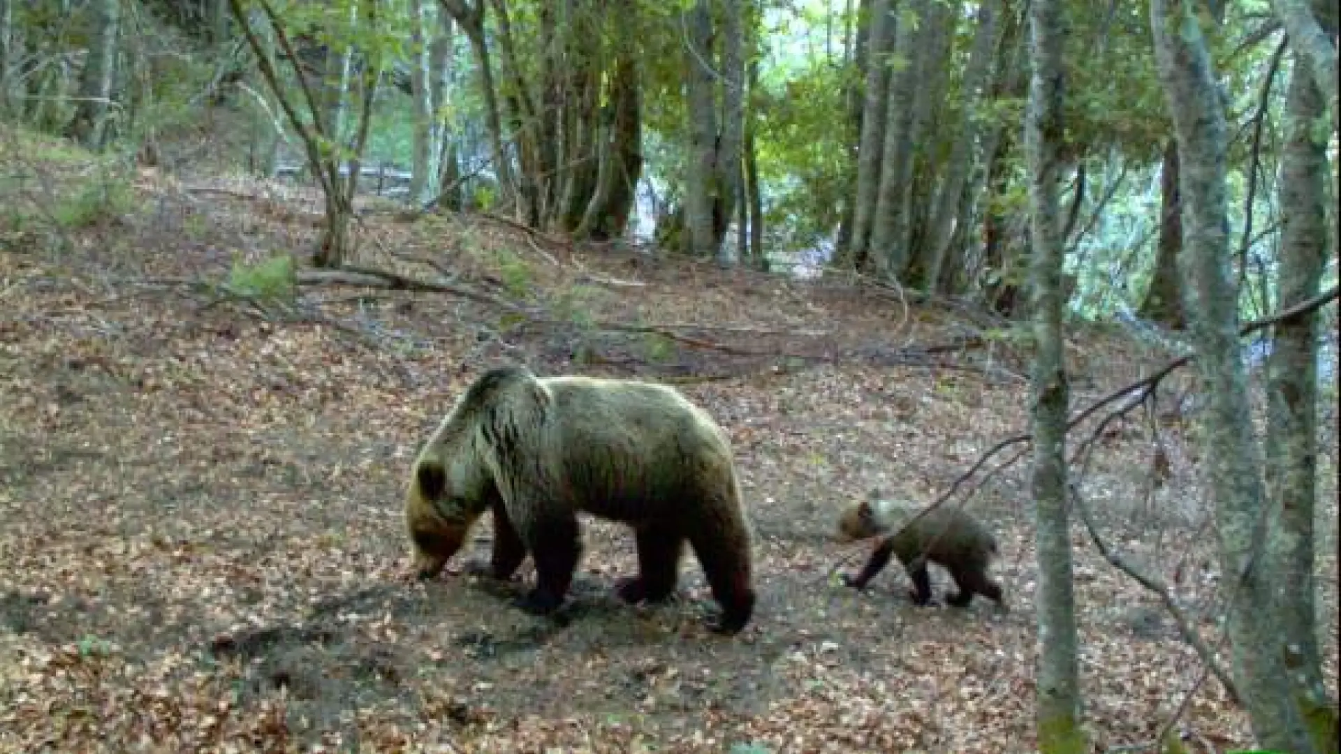 Una osa y su cría matan a un hombre en una zona montañosa de Bulgaria