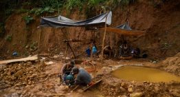 Venezuela identifica un nuevo mosquito capaz de transmitir malaria en una zona minera