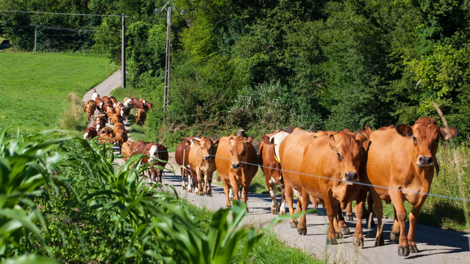 Muere una mujer de 67 años tras ser atacada por un rebaño de vacas