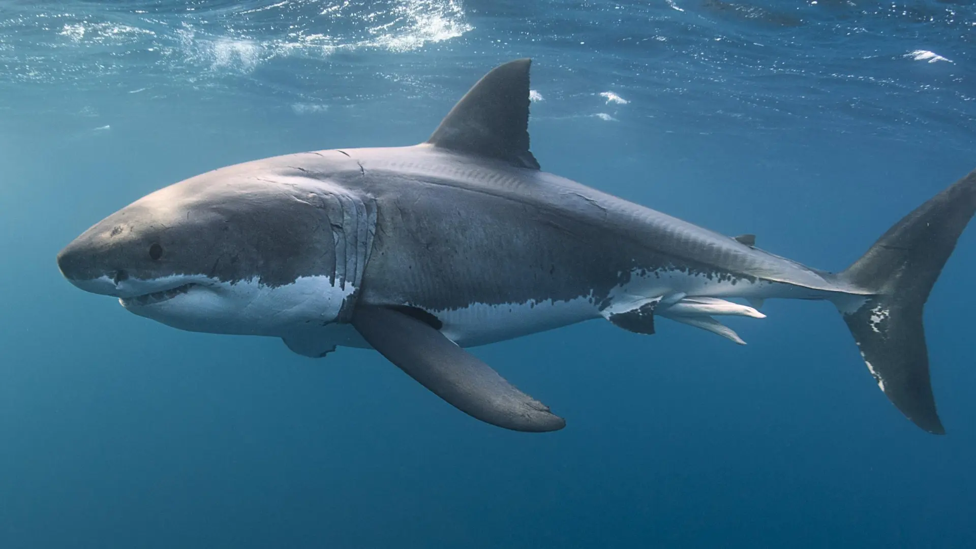 Muere un hombre tras ser atacado por un tiburón de cuatro metros en el oeste de Australia