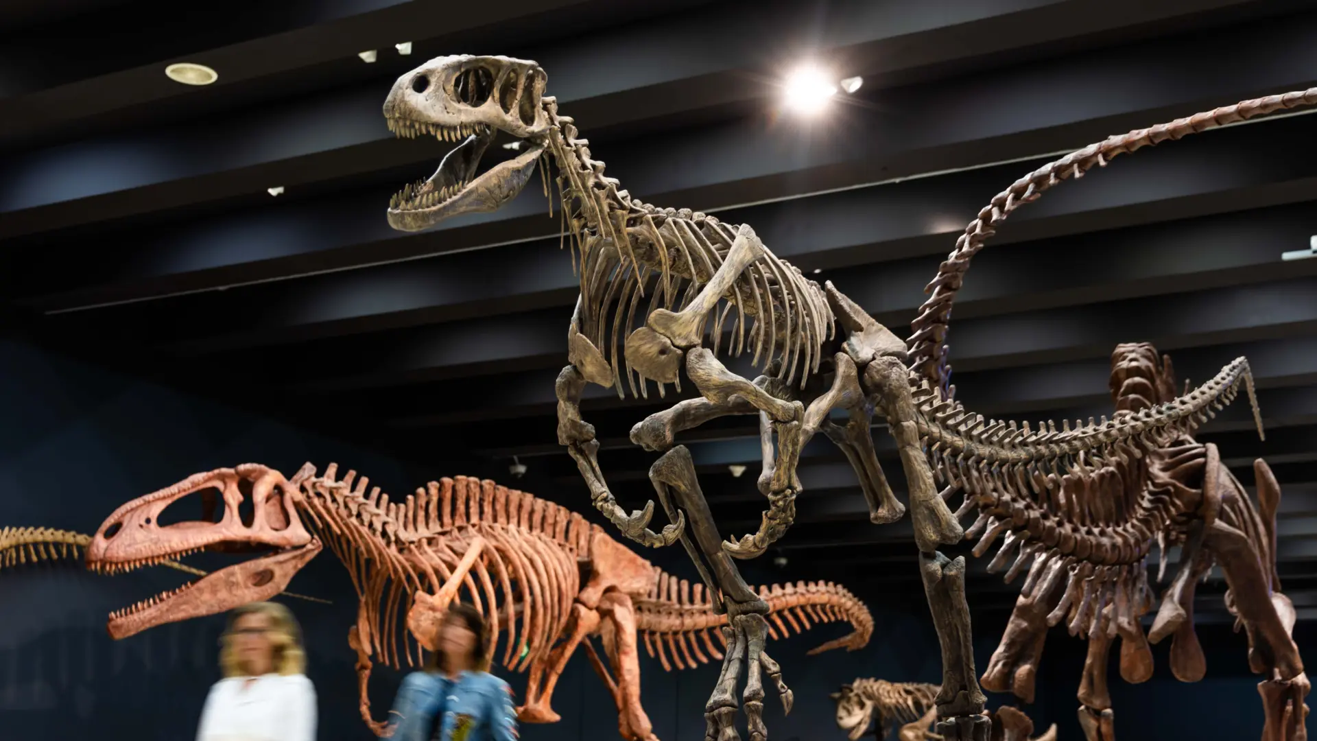 El misterioso lazo transatlántico de los dinosaurios: el Titanosauro vivió en la Patagonia y en el sur de Francia