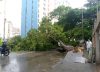 En FOTOS: caída de un árbol bloqueó el paso hacia Lomas del Ávila y Mariche este #18Jun