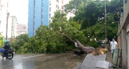 En FOTOS: caída de un árbol bloqueó el paso hacia Lomas del Ávila y Mariche este #18Jun