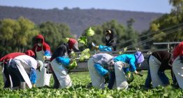 Productores de México, EU y Canadá piden mantener sin cambios el T-MEC: CNA